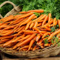 Manfaat Mengonsumsi Wortel bagi Anak yang Penting Diketahui Orangtua