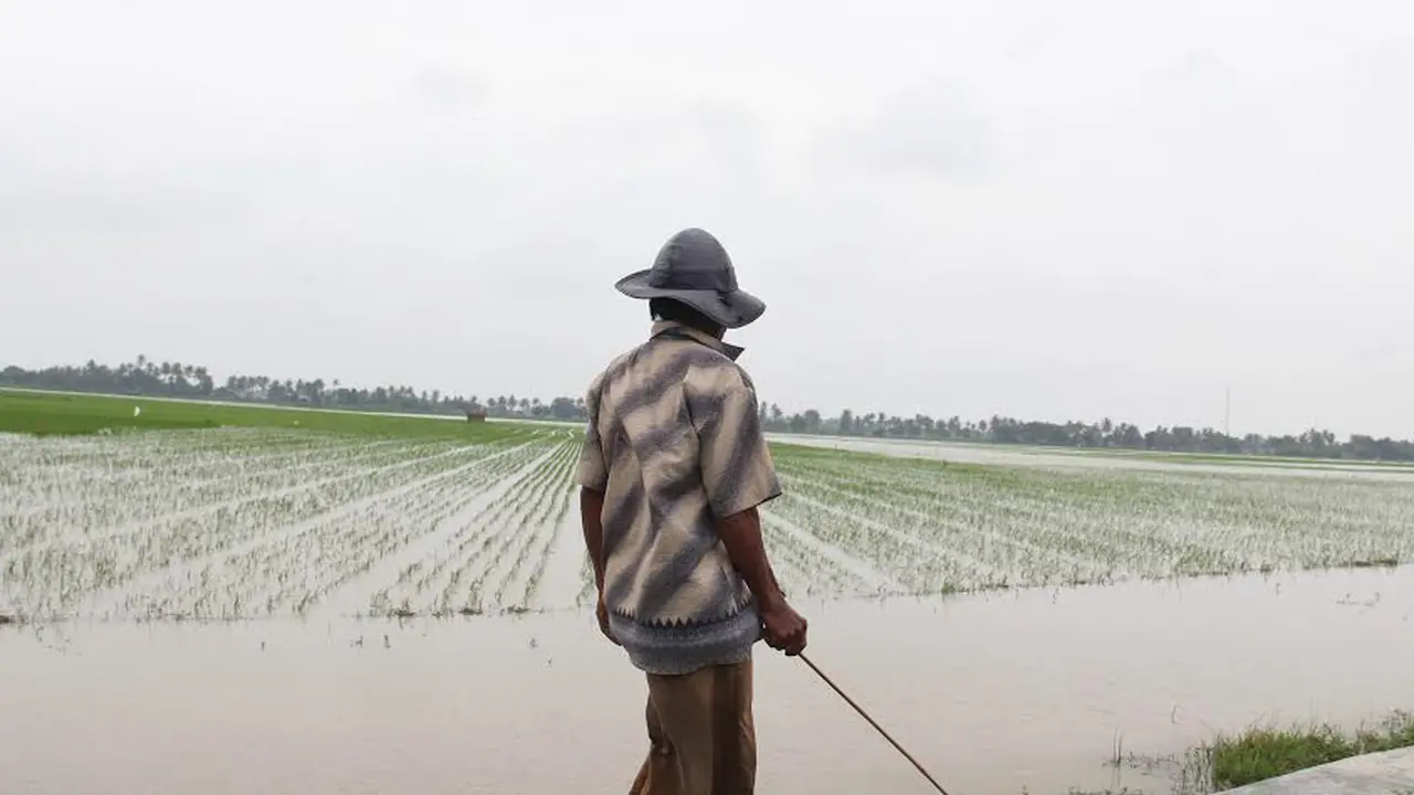 Tanaman Padi Terancam Puso di Banten