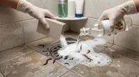 12 Cara Mengusir Cacing dari Kamar Mandi Tanpa Bahan Kimia, Aman dan Efektif