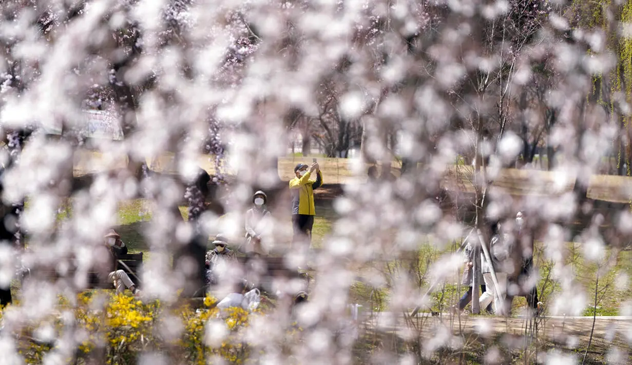 Pengunjung yang mengenakan masker untuk membantu mengekang penyebaran virus corona COVID-19 terlihat melalui bunga sakura saat mereka menjaga jarak sosial di sebuah taman di Goyang, Korea Selatan, Jumat (8/4/2022). (AP Photo/Lee Jin-man)