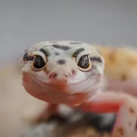 Ilustrasi Tokek/https://unsplash.com/Vedian Chua