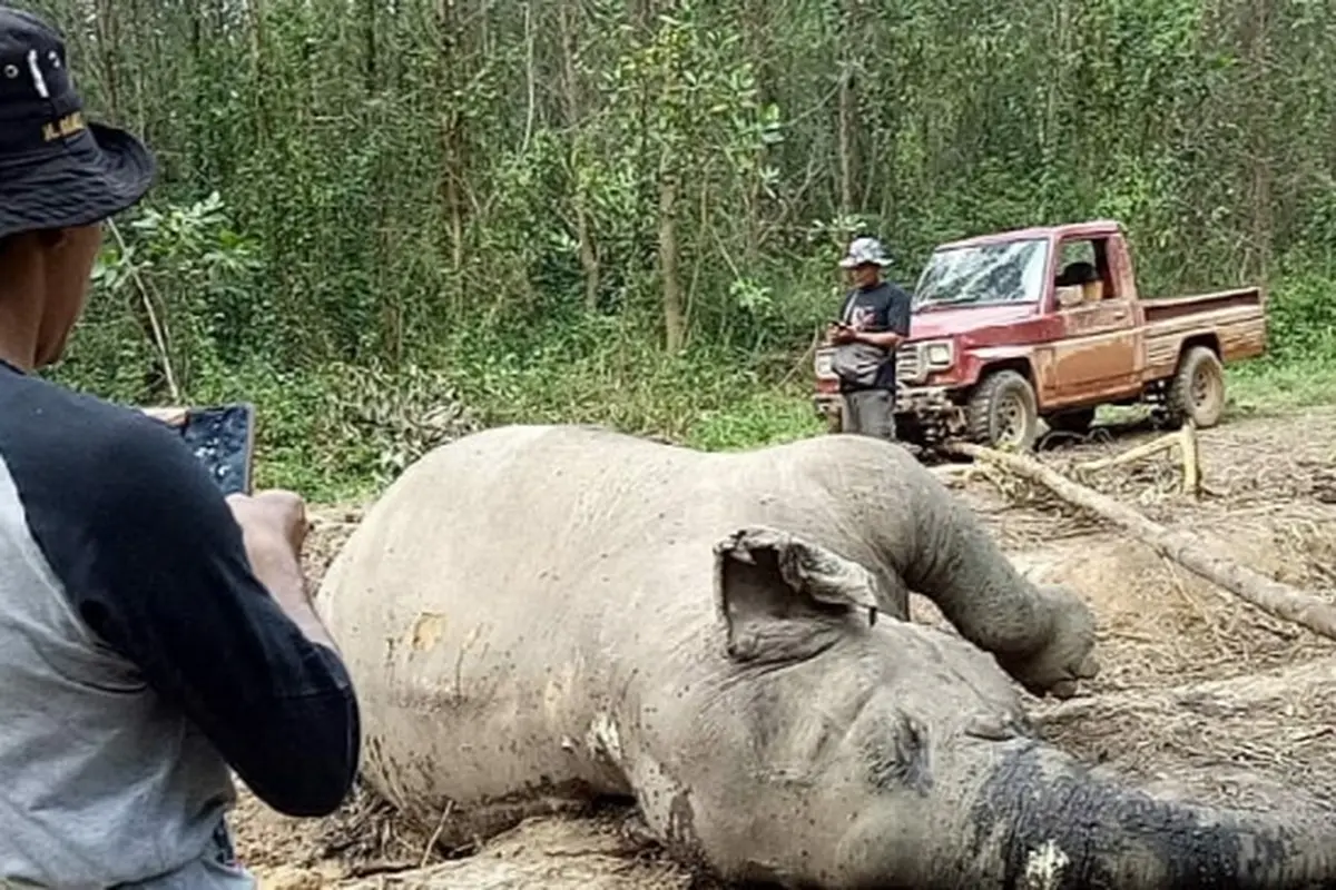 Gajah mati karena gangguan pencernaan ditemukan membusuk di konsesi hutan tanaman industri di Riau.