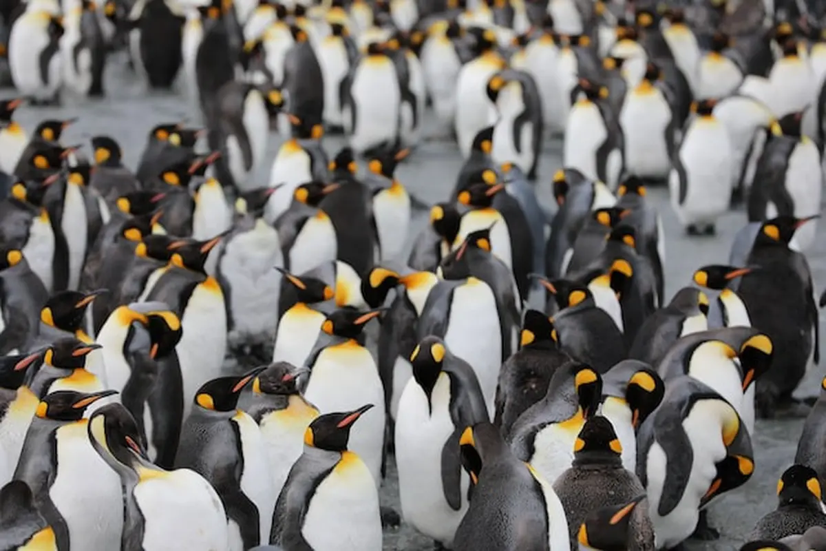 Ilustrasi Penguin Kaisar