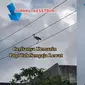 Video Detik-Detik Burung Bangau Kesetrum di Tiang Listrik Ini Jadi Sorotan (sumber: TikTok/wando.lumban.tungkup)