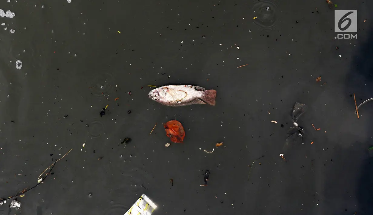 Bangkai seekor ikan yang mengapung di Banjir Timur, Jakarta, Selasa (19/9). Selain air yang hitam, bau tak sedap juga keluar dari sungai tersebut sehingga mengganggu pernafasan warga. (Liputan6.com/Immanuel Antonius)