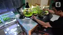 Perajin, Argi Gumilar (27) menyelesaikan pesanan aquascape mini air tawar di Cipayung, Ciputat, Tangerang Selatan, Kamis (5/11/2020). Di masa pandemi, Argi Gumilar menggeluti pembuatan aquarium mini sudah empat bulan ini yang dijual dengan harga Rp 250 hingga Rp 600 ribu. (merdeka.com/Dwi Narwoko)