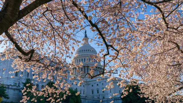 Bunga Sakura di Washington