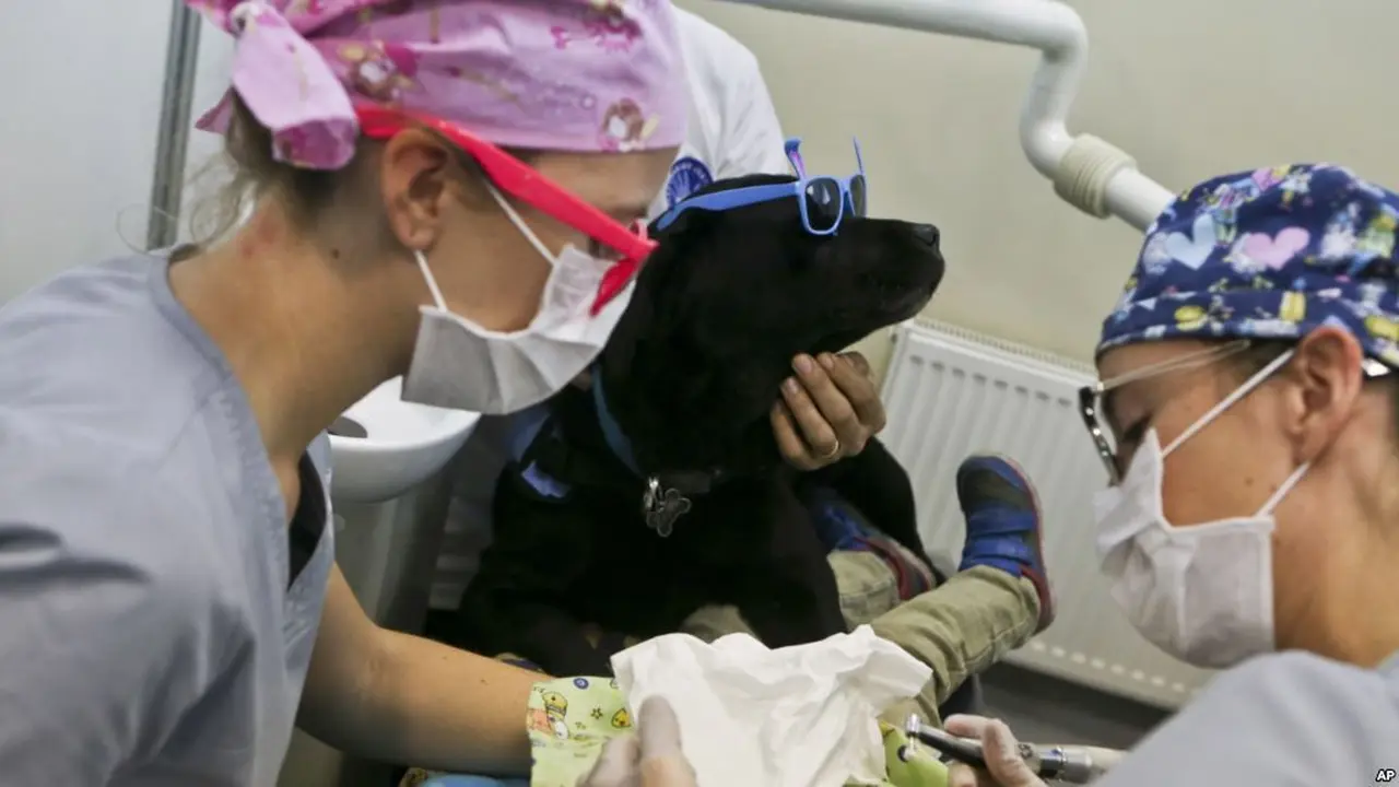Pemeriksaan di dokter gigi ditemani anjing terapi Zucca di Los Andes University Medical Center di pinggiran kota Santiago, Chile. (foto: AP Photo/Esteban Felix)