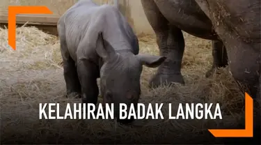 Sepasang badak langka yang hampir punah dilahirkan di Kebun Binatang Der Moines, Iowa.