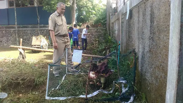 Tiga Tangkai Bunga Bangkai Suweg Tumbuh di Kebun Sekolah di Sukabumi