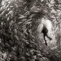 Terkagum-kagum oleh potret-potret paling mengesankan yang pernah diabadikan.