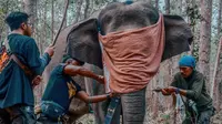 Pemasangan GPS Collar gajah oleh petugas BBKSDA Riau. (Liputan6.com/Dok BBKSDA Riau)