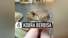 kobra berbisa