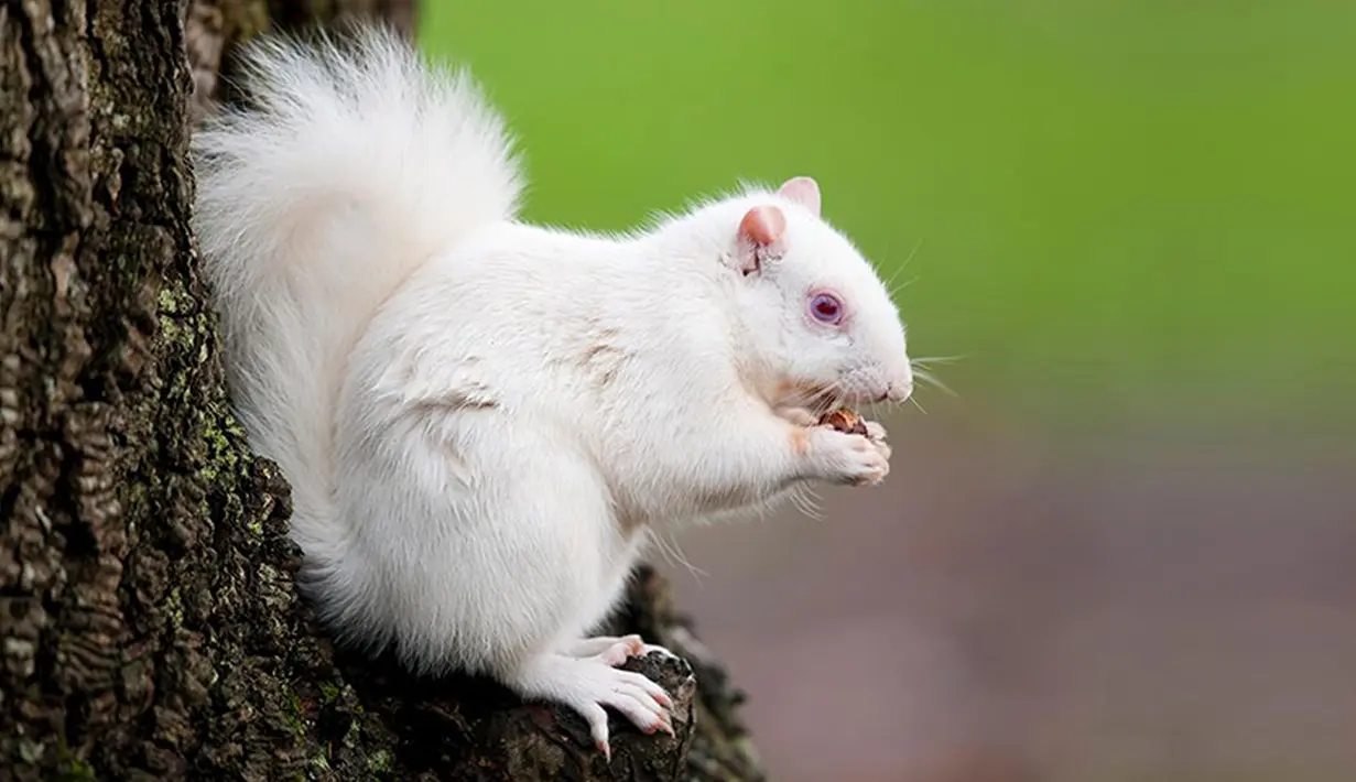 Hewan ini sangat langka, bahkan hanya beberapa orang saja yang pernah melihat Tupai Albino ini. Tupai ini memiliki kesulitan bertahan hidup dimana genetika warnanya yang membuat Tupai ini sulit bersembunyi dari predator. (imgarcade.com)