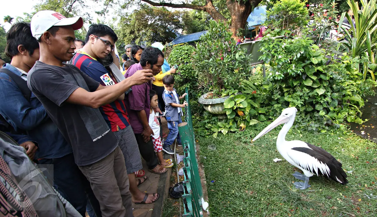 Pengunjung mengabadikan seekor burung Pelikan di Kebun Binatang Ragunan, Jakarta, Jumat (1/1). Jumlah pengunjung Taman Margasatwa Ragunan pada libur awal tahun 2016 mencapai lebih dari 100.000 orang. (Liputan6.com/Immanuel Antonius)