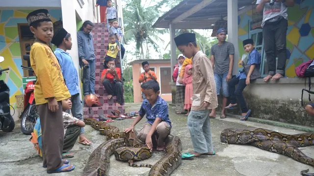 Anak-anak di Pejagoan, Kebumen akrab dengan ular-ular piton raksasa. (Foto: Liputan6.com/Muhamad Ridlo)