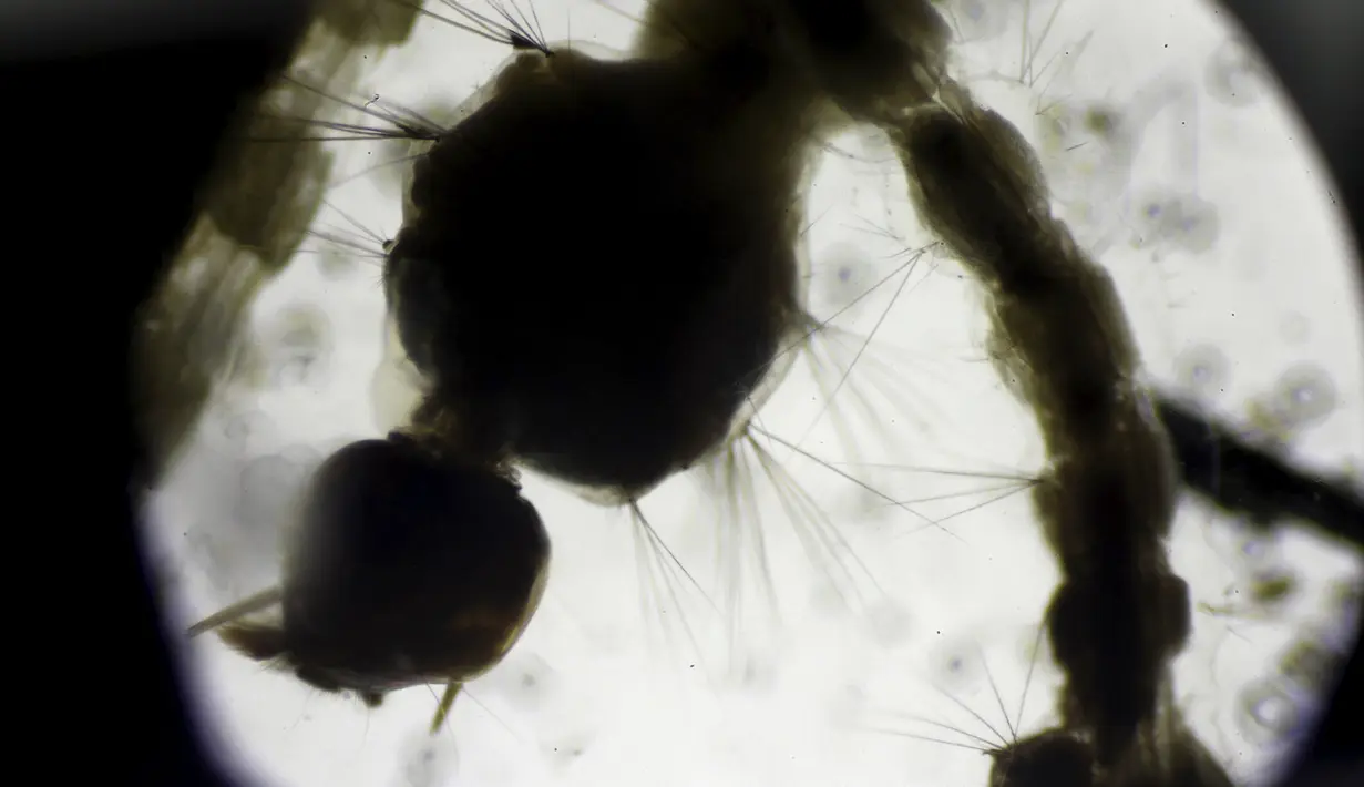 Larva nyamuk Aedes aegypti diperlihatkan di laboratorium Kementerian Kesehatan San Jose, Kosta Rika, (27/1). Nyamuk inilah yang menyebarkan virus zika yang sekarang ini mulai mengancam negar - negara besar di dunia. (REUTERS / Juan Carlos Ulate)