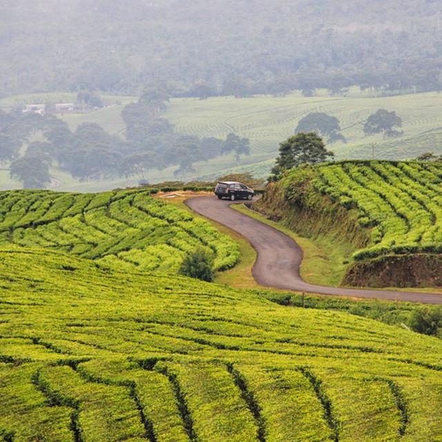 Menikmati Sejuknya Pagi Di Kebun Teh Kaki Gunung Dempo Regional Liputan6 Com