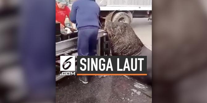 VIDEO: Tingkah Lucu Singa Laut Masuk Pasar untuk Minta Ikan