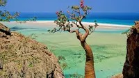 Pulau Socotra tampak seolah-olah berasal dari sebuah film sci-fi tetapi sebenarnya telah berevolusi sebagai "dunia yang hilang". 