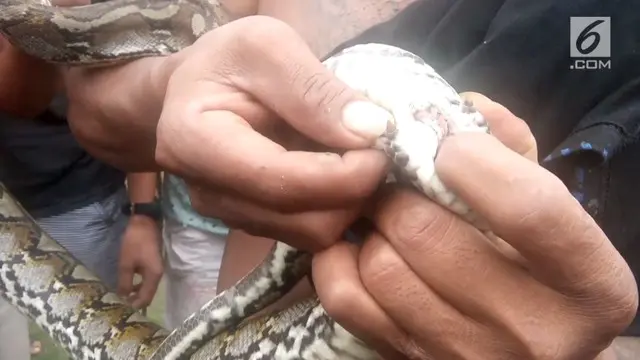 Seekor ular piton ditangkap di Sulawesi Utara. Anehnya, ular tersebut memiliki 3 benda di tubuhnya yang menyerupai 3 kuku.