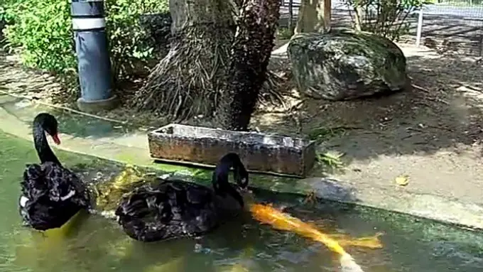 Angsa Hitam Menyuapi Ikan Koi 