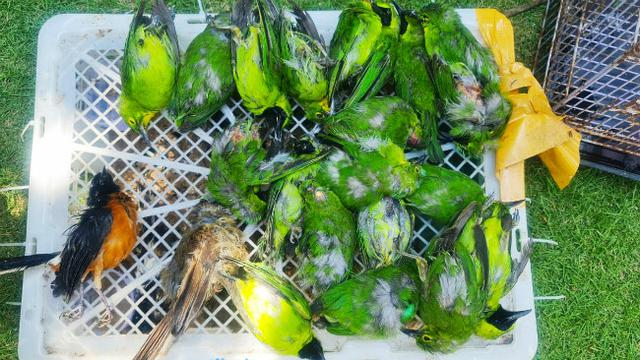 (Foto: Liputan6.com/Dian Kurniawan)