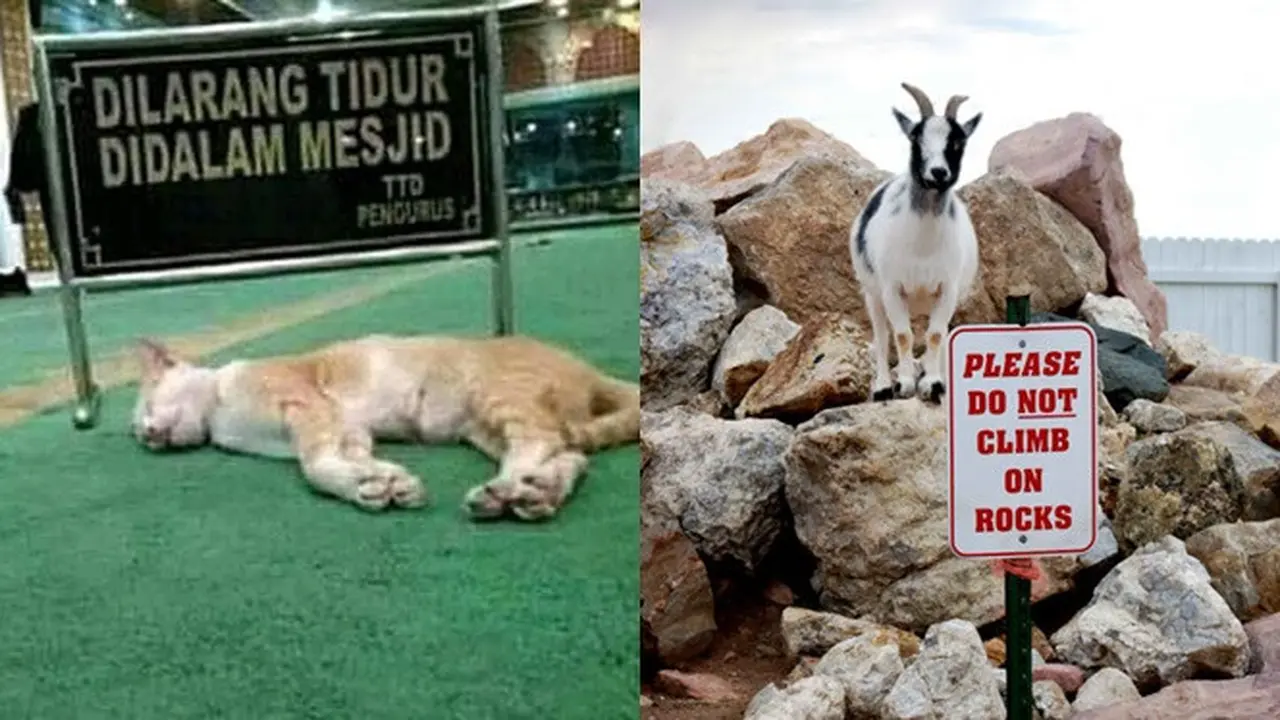 6 Potret Hewan Melanggar Aturan Ini Malah Bikin Ngakak