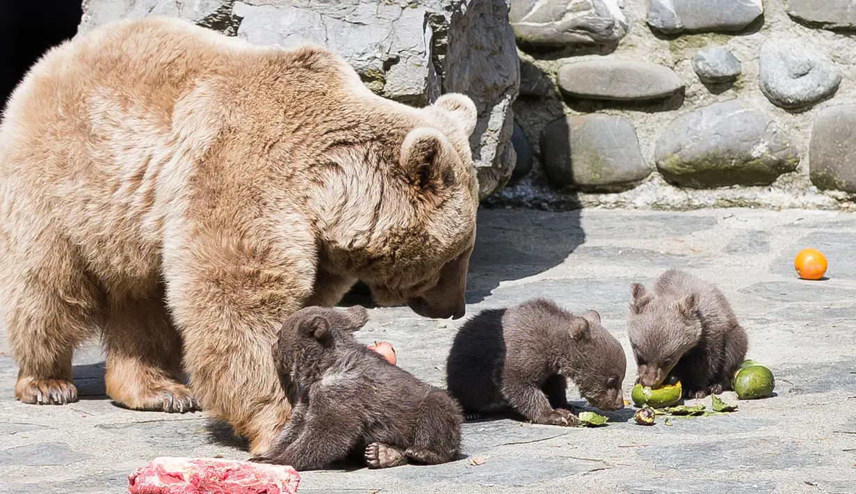 Tiga bayi beruang cokelat Suriah bermain dengan ibu mereka, Martine, di kandang mereka di Kebun Binatang Servion, Swiss, Selasa (17/4). Tiga bayi beruang lahir pada 19 Januari 2018. (Cyril Zingaro / Keystone via AP)