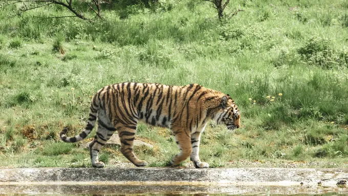 harimau