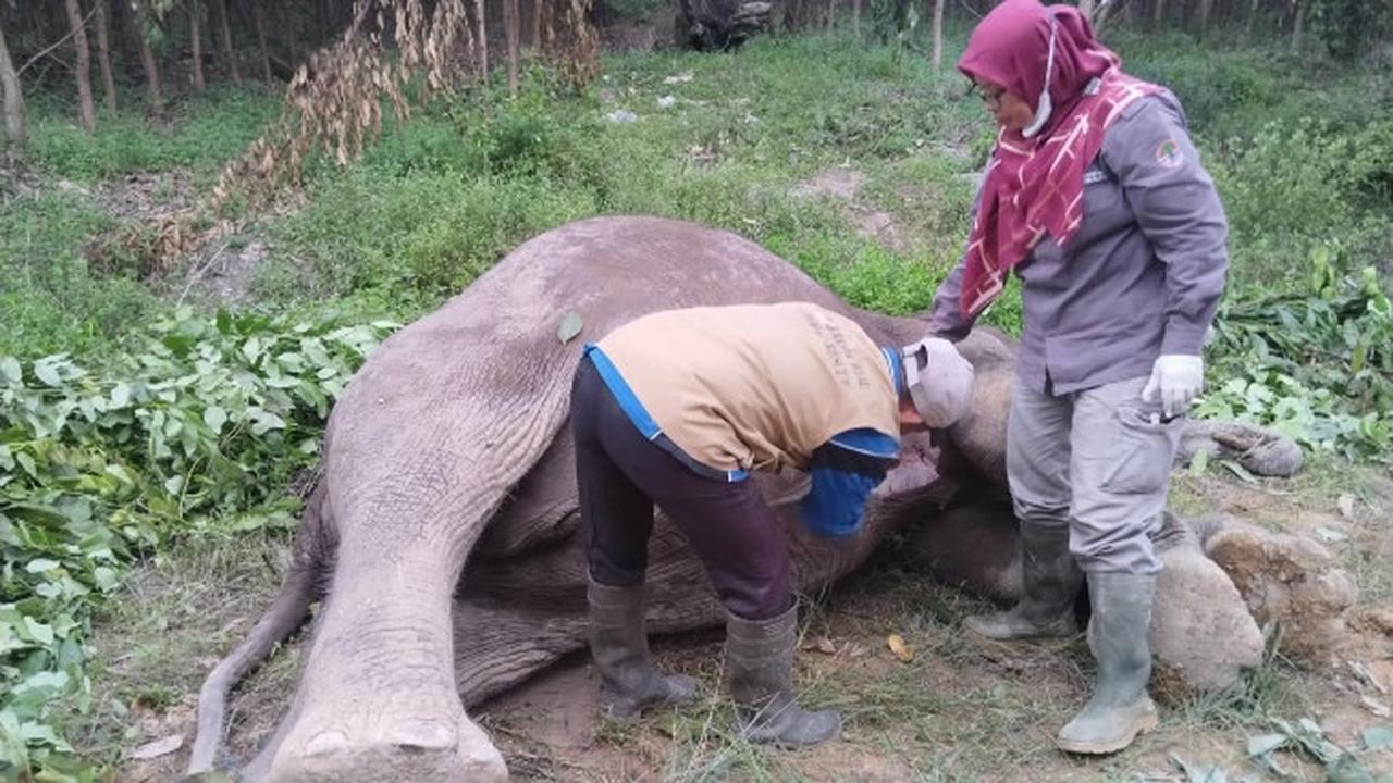 Petugas medis dari BBKSDA Riau melakukan bedah bangkai terhadap gajah mati di racun di Kabupaten Pelalawan.