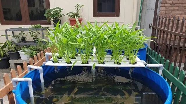 Cara Budidaya Lele di Kolam Kecil agar Tetap Menguntungkan, dari Persiapan hingga Panen