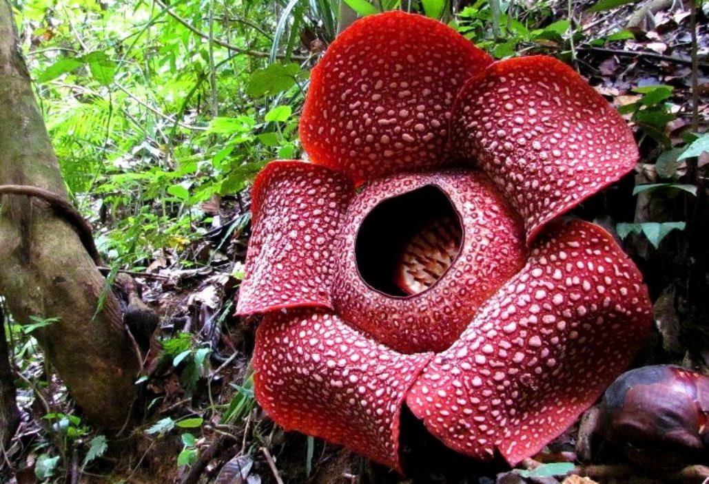 Ulang Tahun ke-25, Rafflesia Arnoldii Jadi Google Doodle Hari Ini