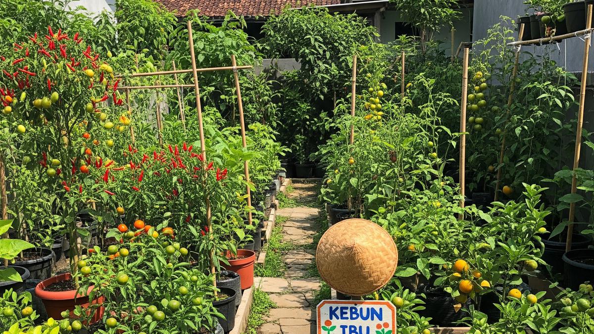 12 Tanaman Buah yang Tidak Gampang Mati di Kebun Mini Rumah, Mudah Dirawat