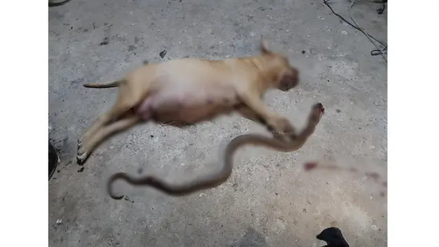 Lagi Hamil, Perjuangan Anjing Lindungi Sang Pemilik dari Ular Kobra Ini Bikin Haru