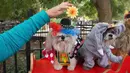 Dua ekor Anjing didandani seperi pemain sirkus selama mengikuti Parade anjing Halloween di New York, USA, Sabtu (24/10/2015). Puluhan Anjing dari berbagai ras ikut dalam parade ini. (REUTERS/Keith Stephanie)