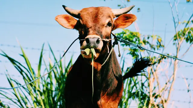 Ilustrasi sapi, kurban, Iduladha