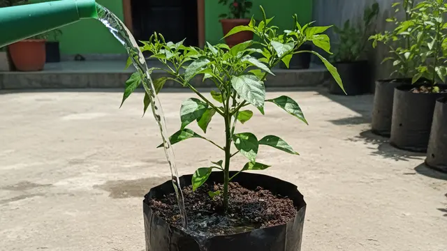 Cara Atasi Pucuk Tanaman Cabai Gosong.