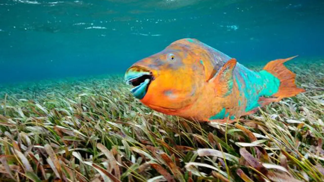 7 Ikan Paling Cantik di Muka Bumi
