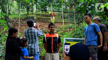 Wisatawan mengantre berfoto dengan Bunga Bangkai di Kebun Raya Bogor, Minggu (5/1/2020). Hari terakhir liburan sekolah, Kebun Raya Bogor menjadi tujuan wisata favorit bagi warga. Salah satu objek yang paling menarik di sana adalah Bunga Bangkai. (Merdeka.com/Fotografer Magang: Muhammad Fayyadh)