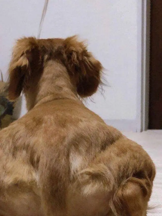 7 Foto Ilusi Optik Hewan Ini Terlihat Nyeleneh, Bikin Mikir