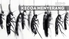 Kecoak seringkali membuat masyarakat jijik dan takut, Malangnya, beberapa orang ini harus berurusan dengan serangga ini.