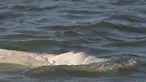 Seekor paus beluga terlihat berenang di sungai Seine Prancis, dekat kunci di Courcelles-sur-Seine, Prancis barat pada 5 Agustus 2022. Paus beluga terlihat kurus dan para pejabat takut mamalia putih itu perlahan-lahan kelaparan di jalur air yang mengalir melalui Paris dan sekitarnya. (Jean-François MONIER / AFP)