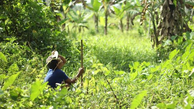 Gangguan Jiwa, Pria Tinggal di Pohon Kelapa Selama 3 Tahun