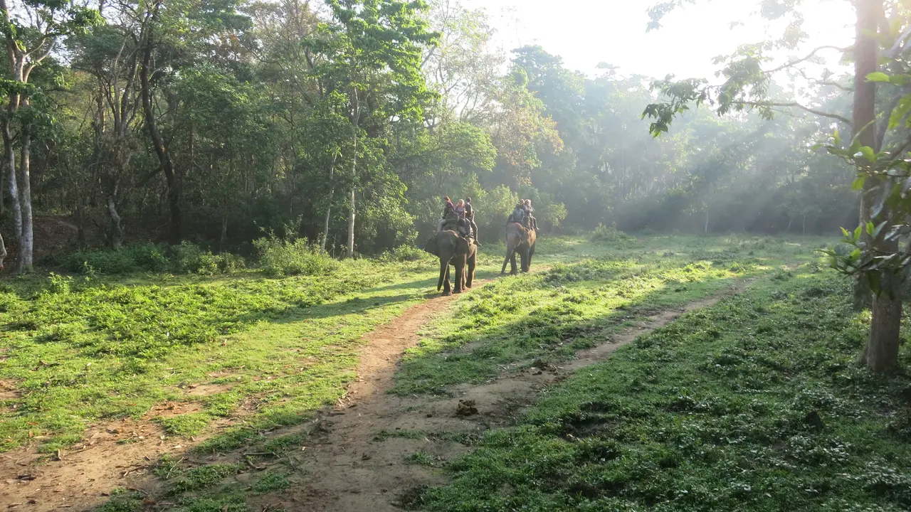 Atraksi Gajah Tunggang Resmi Dilarang di Seluruh Wilayah Indonesia