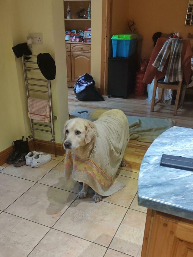 7 Potret Kocak Hewan Saat Terjebak, Minta Bantuan Manusia untuk Dilepaskan