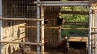 7 Model Kandang Ayam Kombinasi Bambu dan Jaring Kawat yang Fungsional dan Efisien