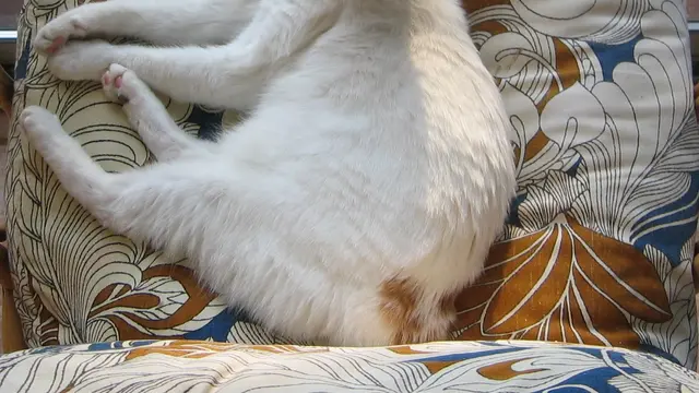 Japanese Bobtail