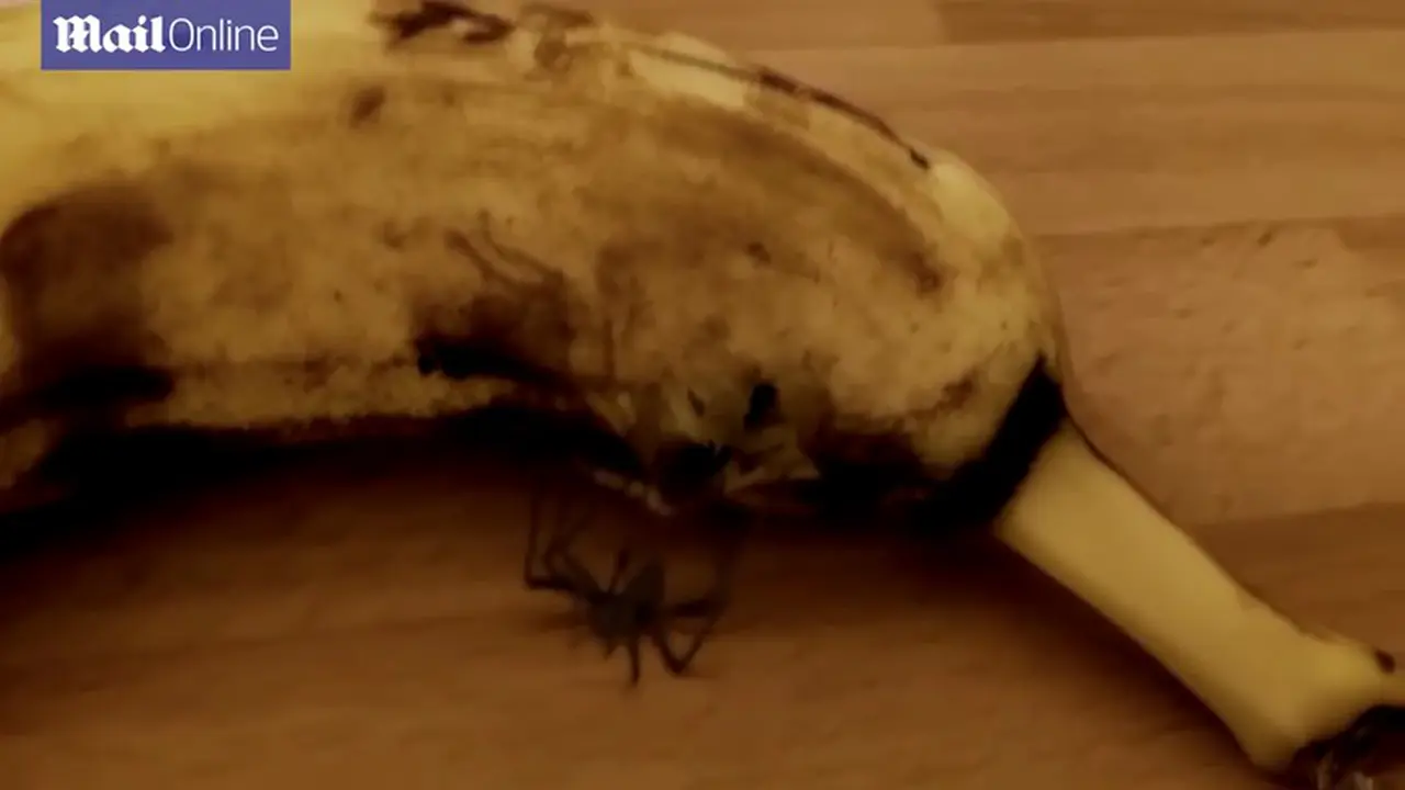 Waduh, Ada Laba-laba Dalam Pisang Ini 