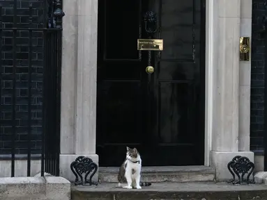 Larry, kucing yang menjabat sebagai "Kepala Pemburu Tikus"  duduk di luar kantor PM Inggris, Downing Street 10 di London, Rabu (13/7). Meski David Cameron mundur sebagai PM Inggris, Larry tetap tinggal bersama PM baru, Theresa May. (JUSTIN Tallis/AFP)